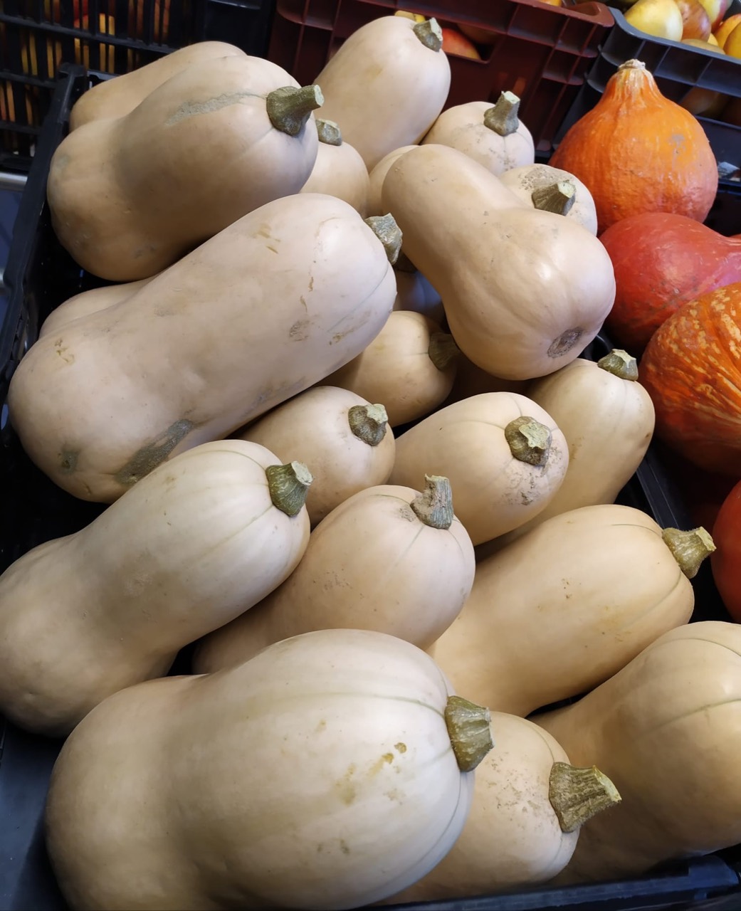 Courges butternut au Domaine des Moines